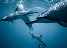 开云-安布罗西尼：莱奥应该把愤怒展现在比赛中，我会继续让他踢边锋